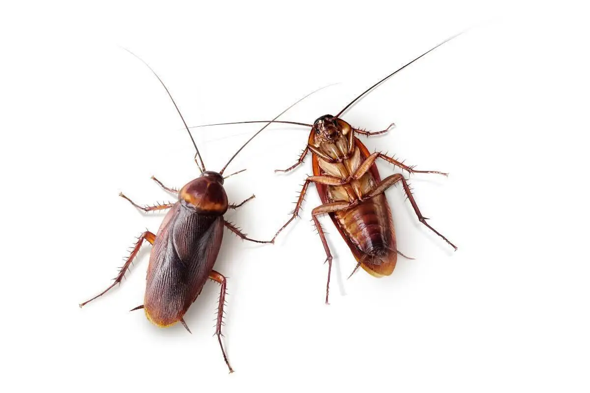 Come allontanare gli scarafaggi da casa: il metodo più efficace del 2025