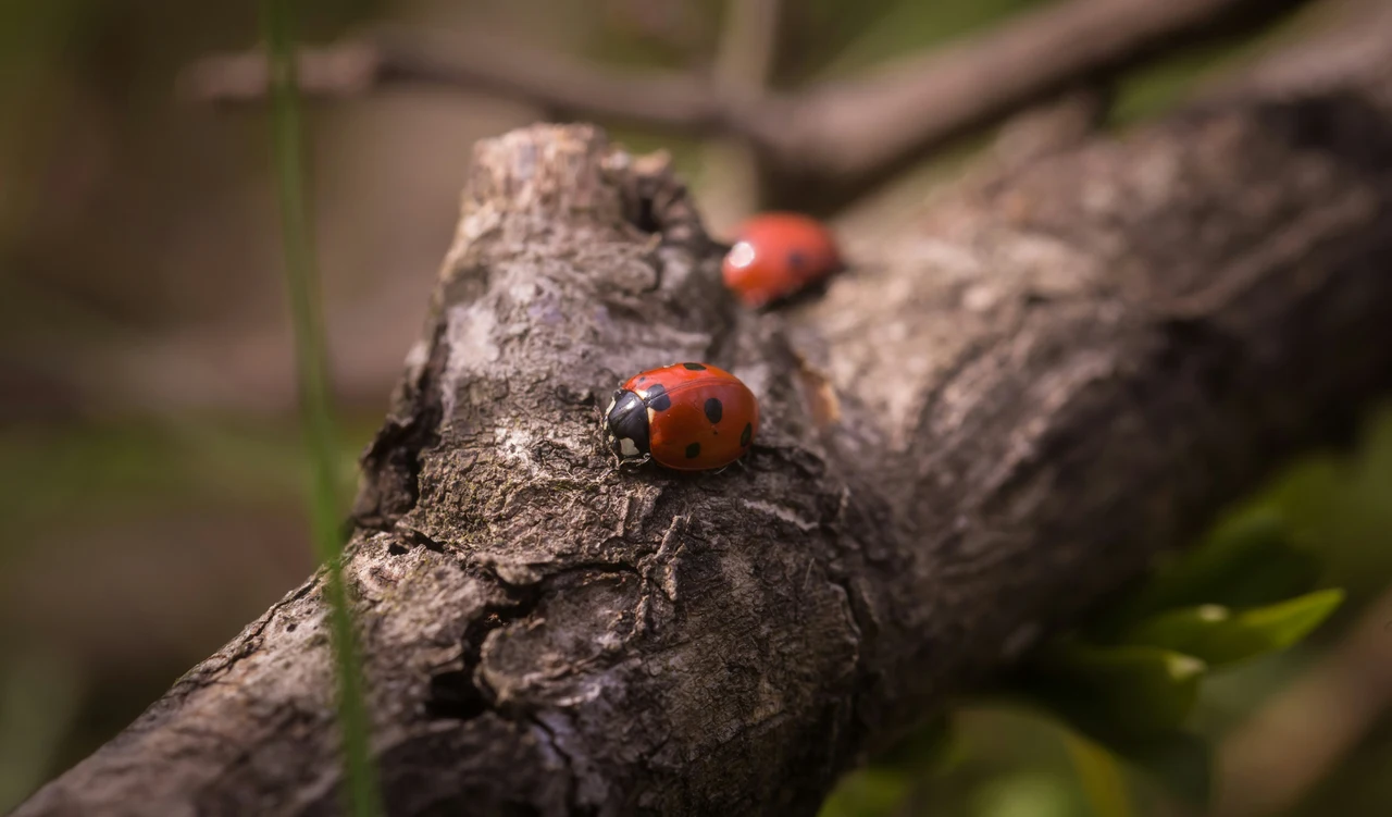 Insetti che escono di notte: attenzione a questi ospiti indesiderati