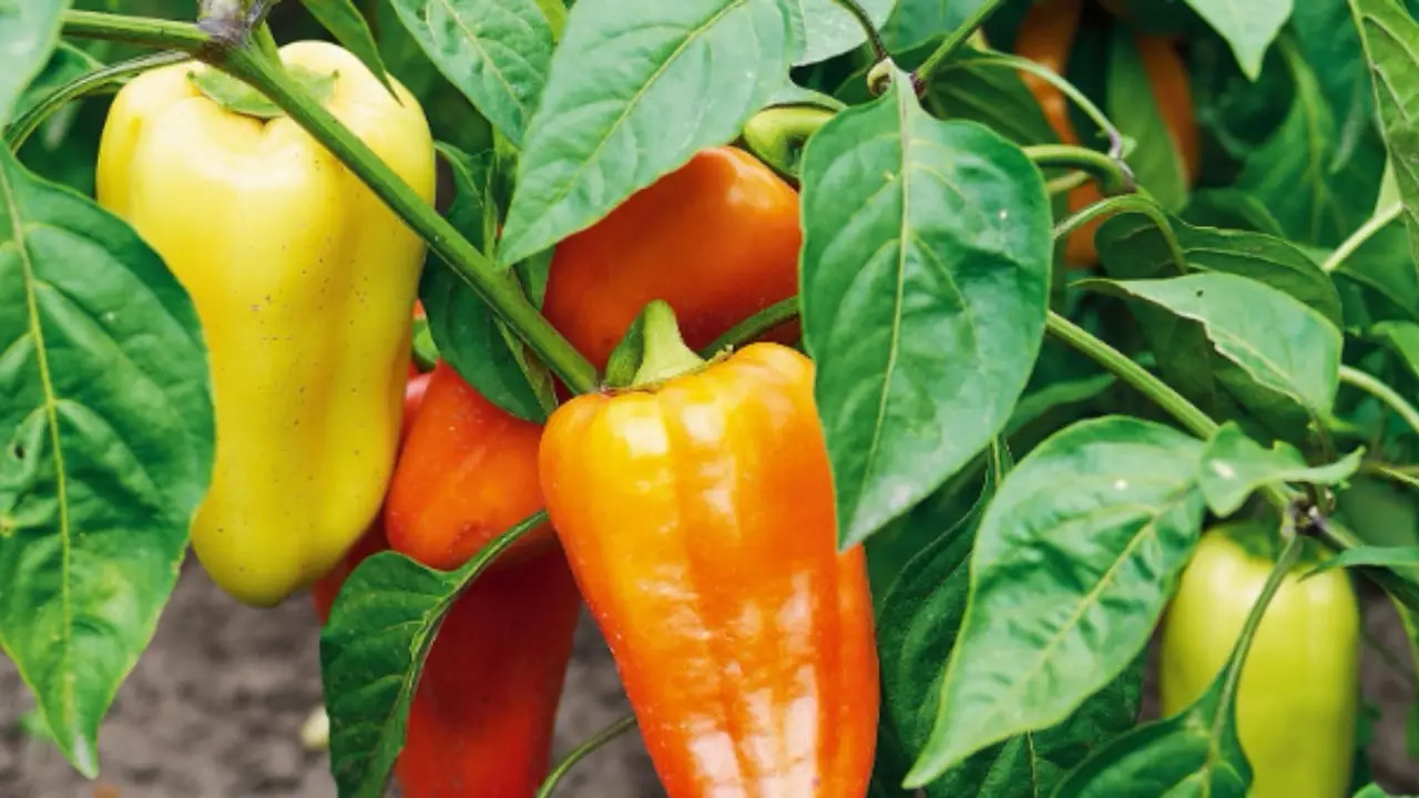 I consigli per una coltivazione della pianta di peperone perfetta