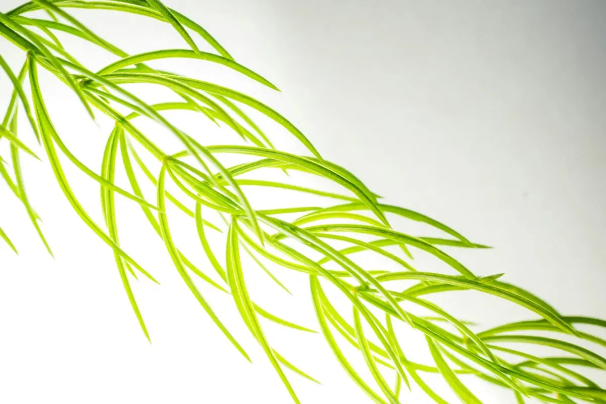 Come e dove legare la tillandsia: il consiglio che ti evita un errore comune