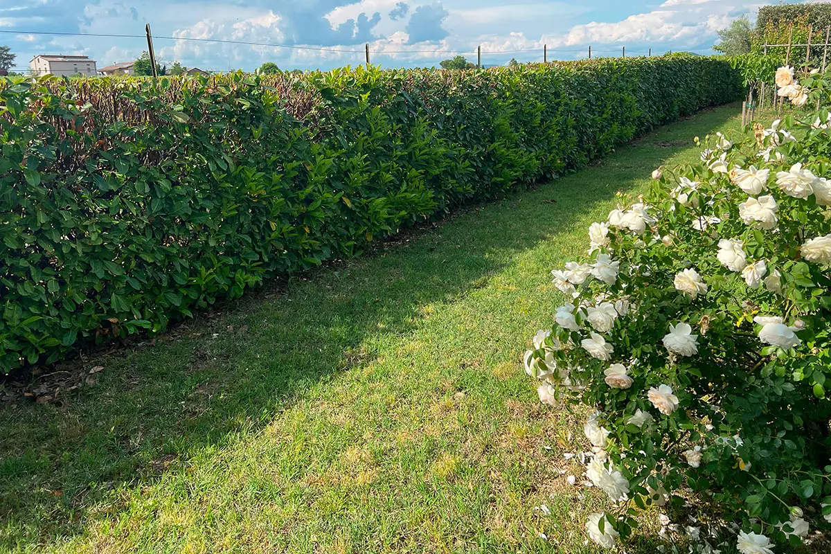 Angolo giusto per le piante: ecco dove posizionare l’umidificatore per un effetto immediato