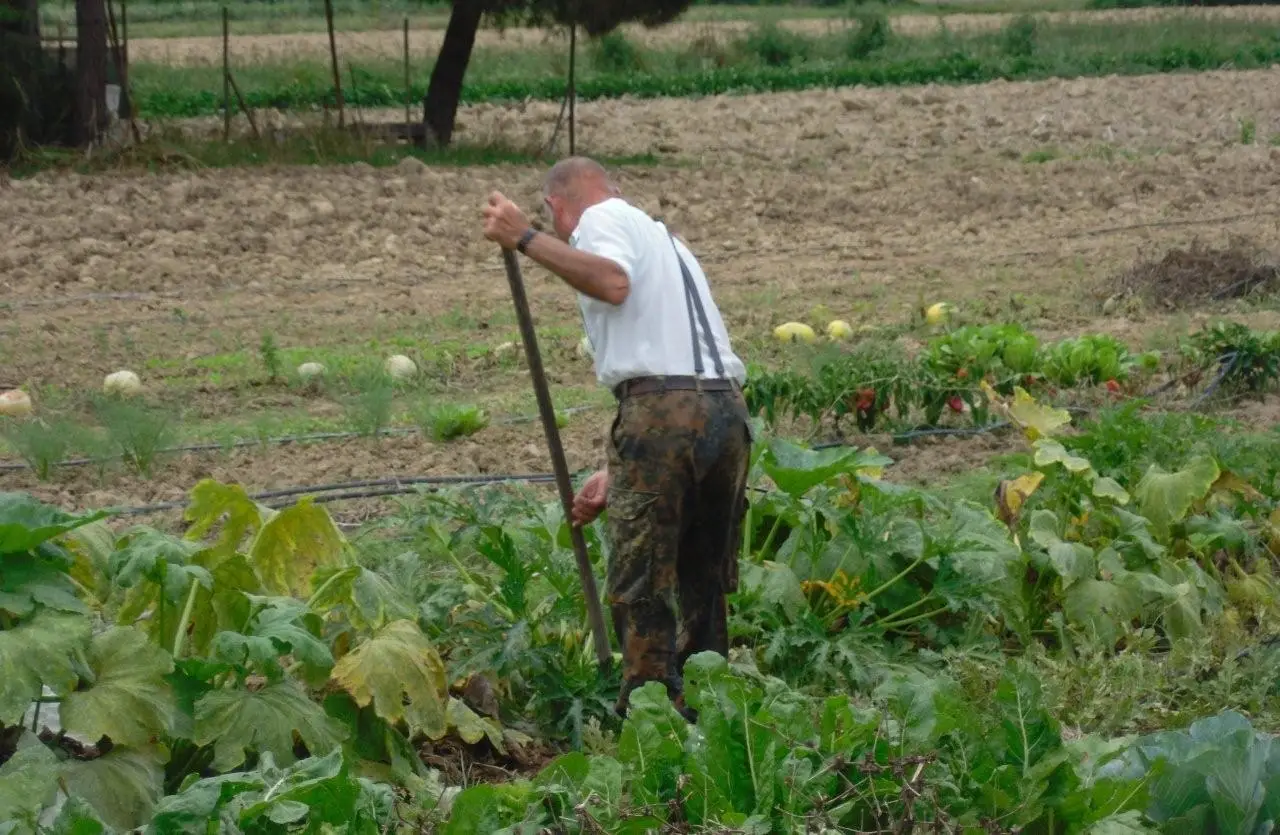 Come arricchire il terreno naturalmente: il metodo più semplice per orto e giardino