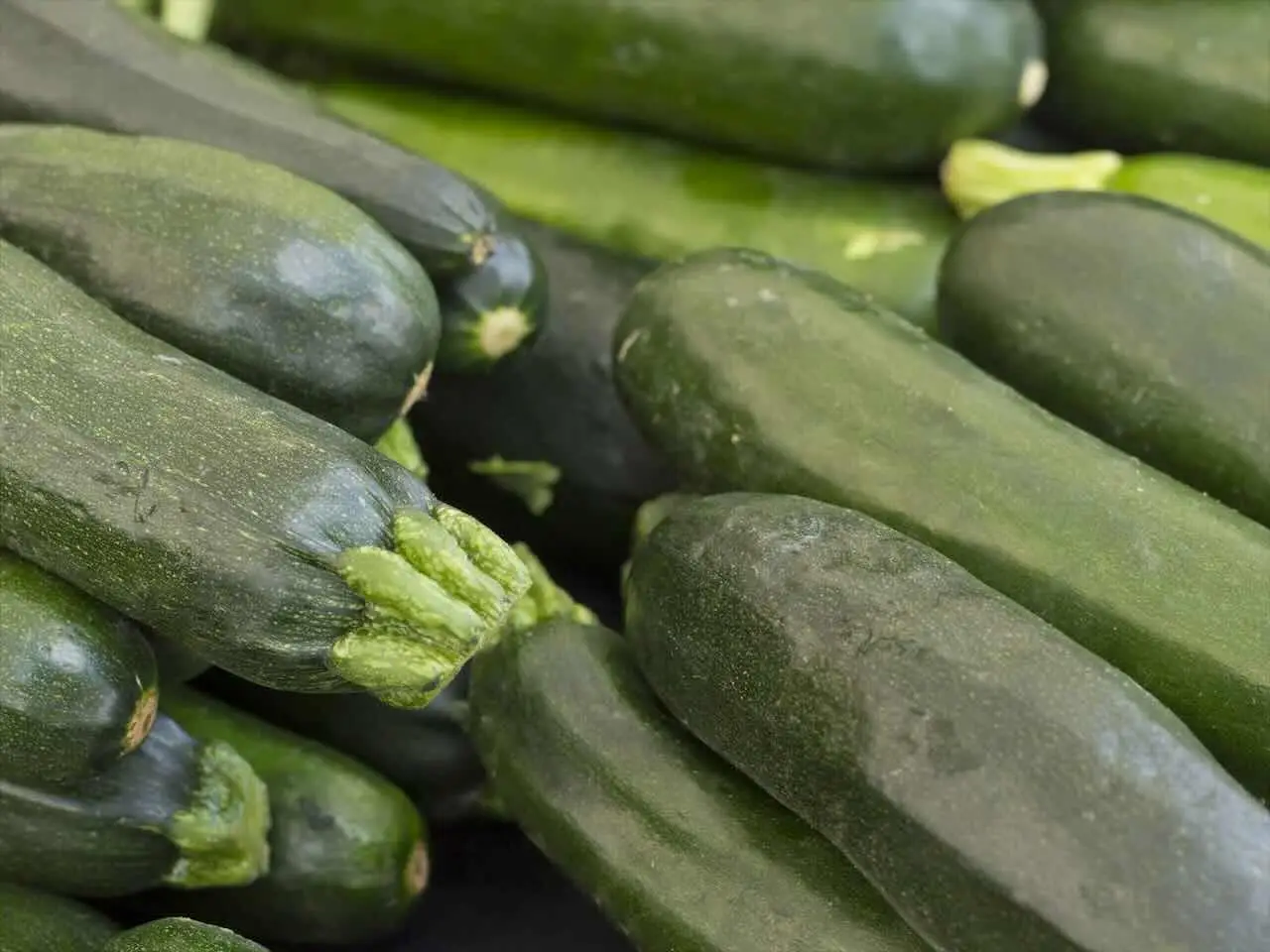 Non raccogliere e mangiare le prime zucchine dell’orto: ecco cosa succede se lo fai