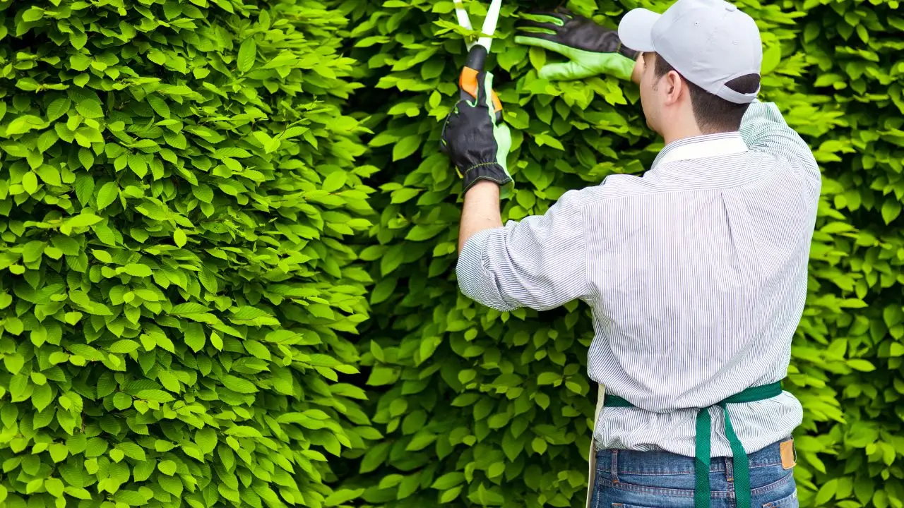 L’errore che fanno tutti quando assumono un giardiniere e che fa raddoppiare il costo