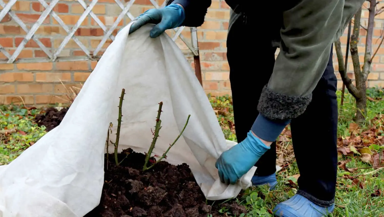 Non mettere mai il telo pacciamante in questo periodo: ecco perché rischi di rovinare l’orto