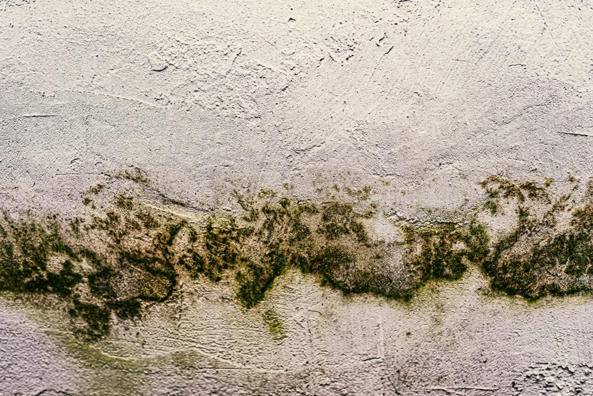 Hai umidità in casa? Ecco la differenza tra muffa e condensa e come risolvere il problema